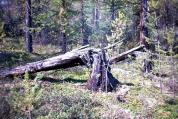 Сломанное взрывом дерево