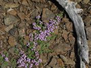Thymus mongolicus